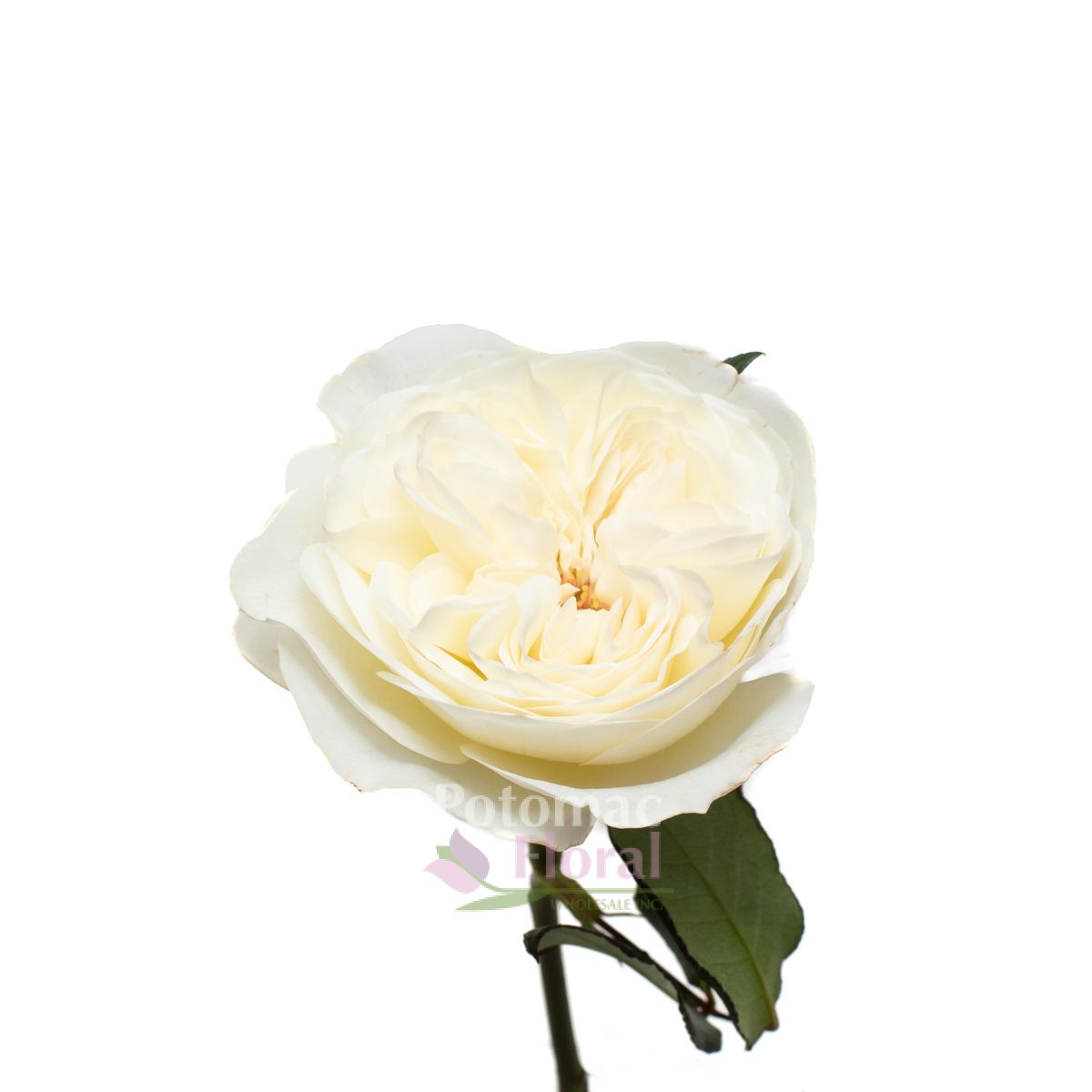 Garden Rose, Leonora (David Austin) Cream White Potomac Floral